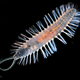Illustration for article titled Meet the tiny bomber worm that uses glowing decoys to escape predators